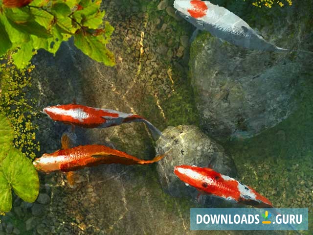 Koi Fish 3D Screensaver