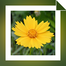 Neat Video Pro plug-in for Pinnacle Studio