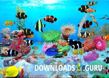 Nemo The Clown Aquarium